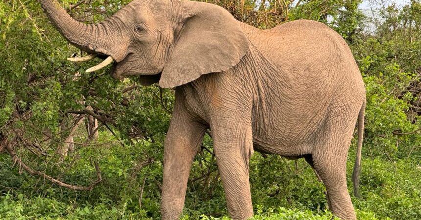Amboseli safari tours