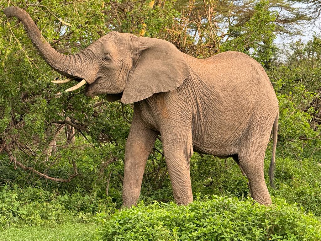 Amboseli safari tours