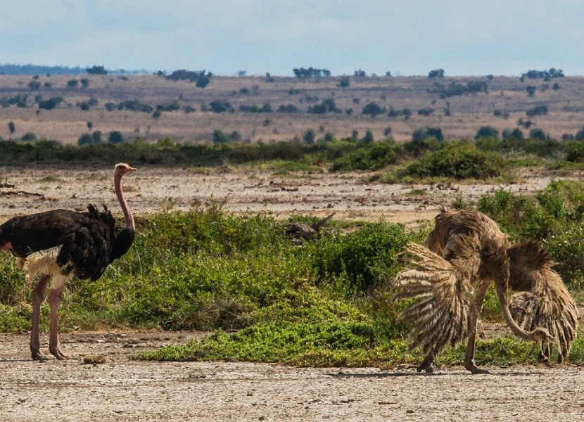 10-days-kenya-honeymoon-safari-4