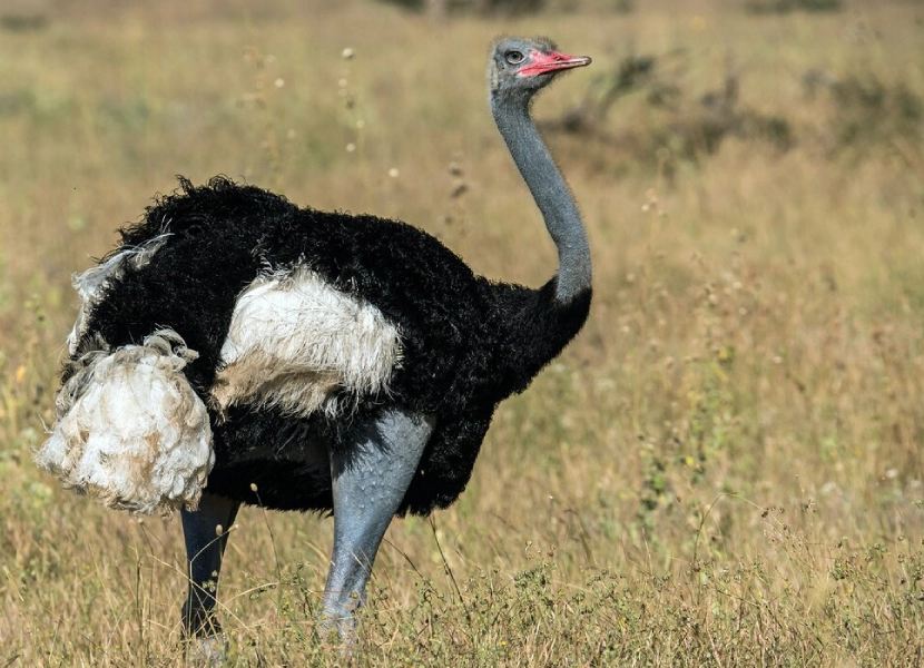 3-days-lewa-wildlife-conservancy-1