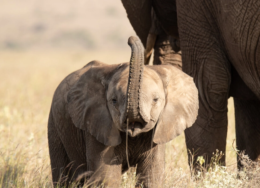 3-days-lewa-wildlife-conservancy-2