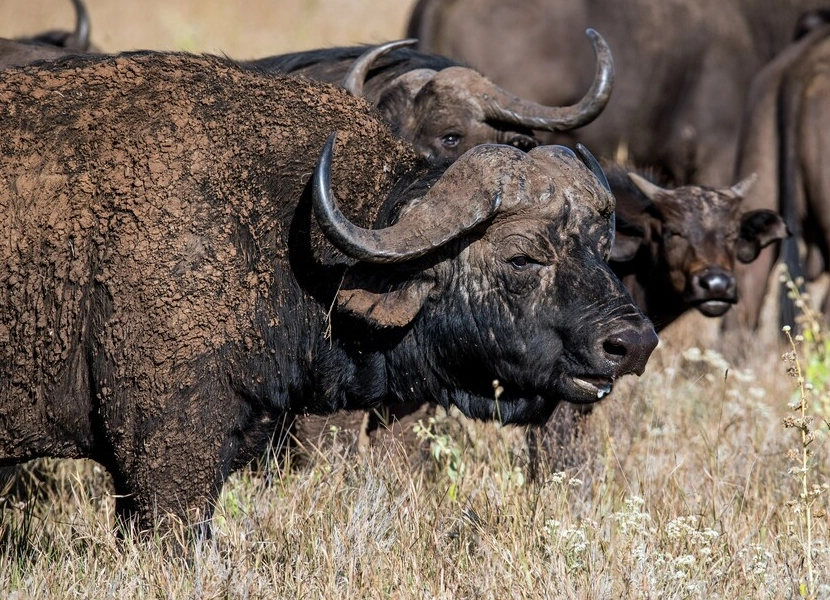 3-days-lewa-wildlife-conservancy-3