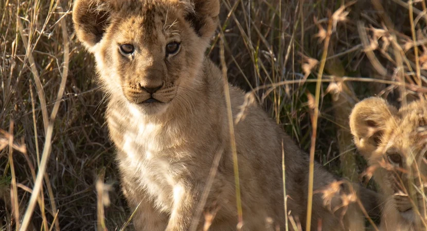 3-days-lewa-wildlife-conservancy-4