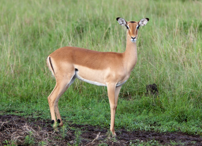 3 Days Maasai Mara Safari