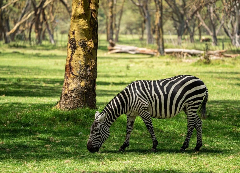 3 Days Maasai Mara Safari