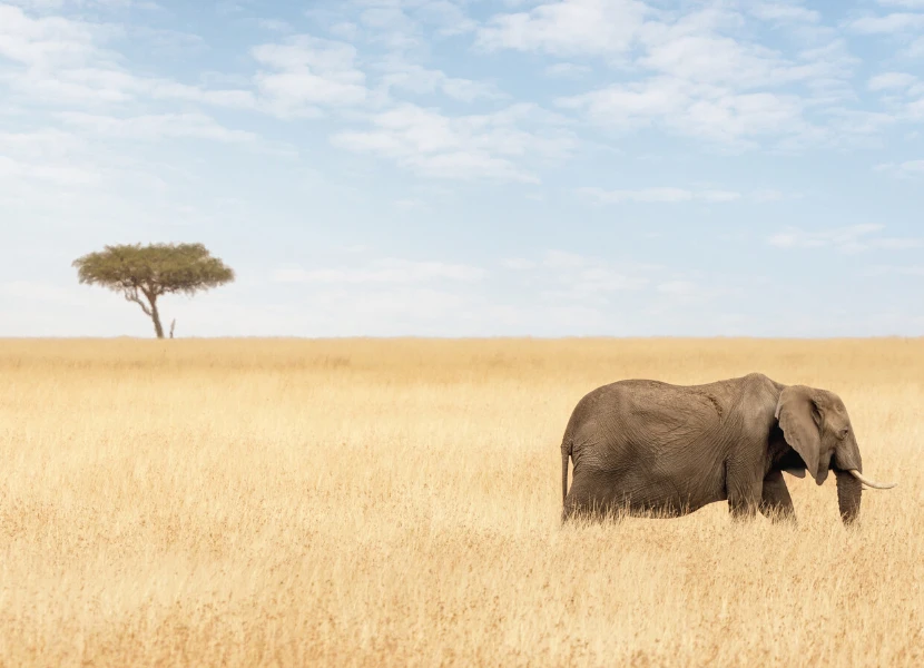 3 Days Maasai Mara Safari