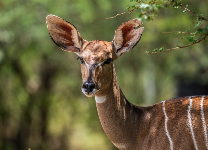 3-days-wildlife-conservation-4