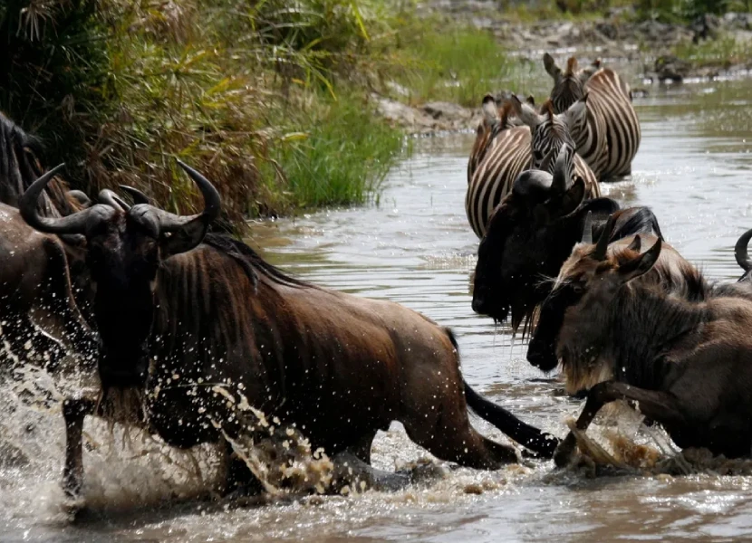Masai Mara Wildlife