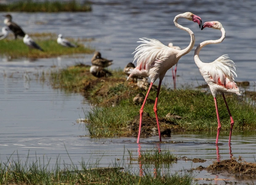Lake Nakuru Attractions