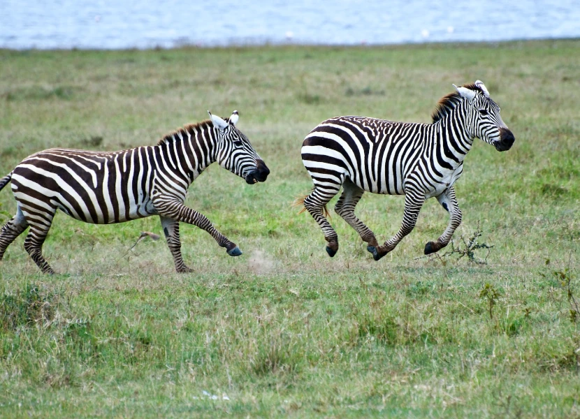 Kenya Wildlife