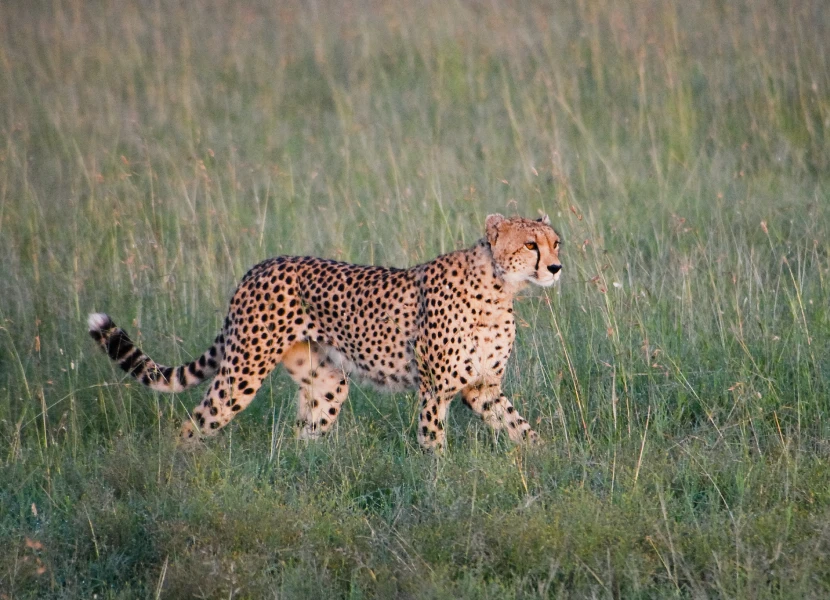 4 Days Budget Maasai Mara & Lake Nakuru Safari
