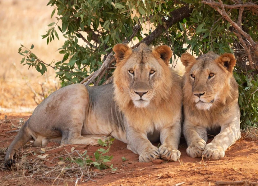 Tsavo East National Park Wildlife