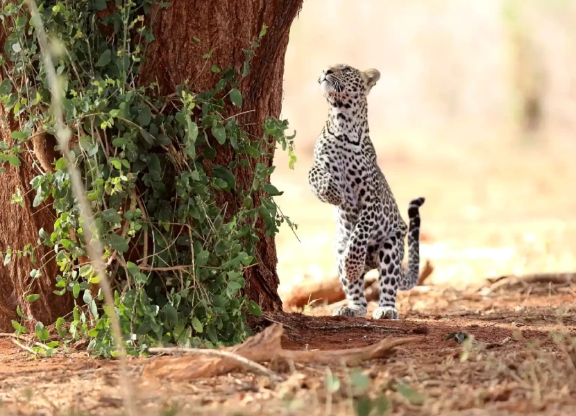 Tsavo West National Park Attractions