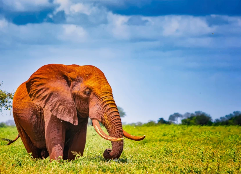 5 Dasy Medium Range Safari to Amboseli & Tsavo Parks