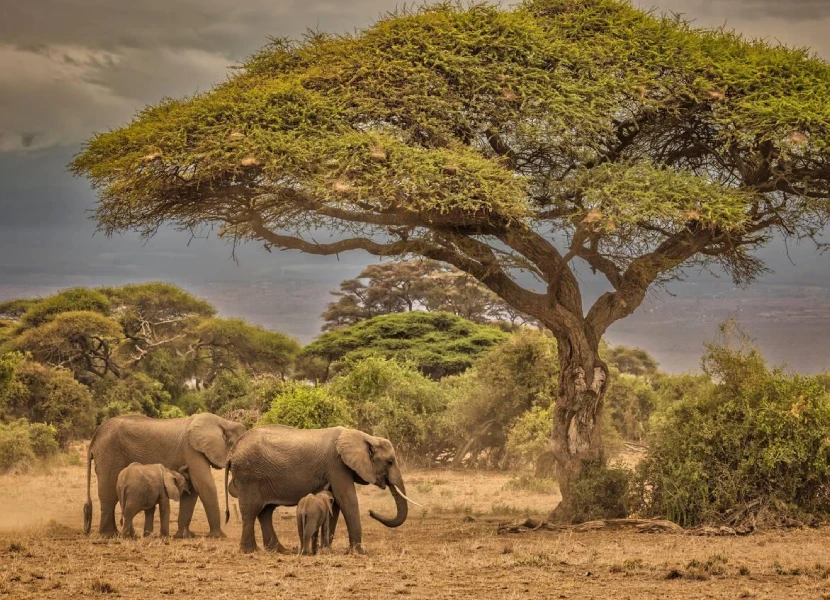 Amboseli Wildlife