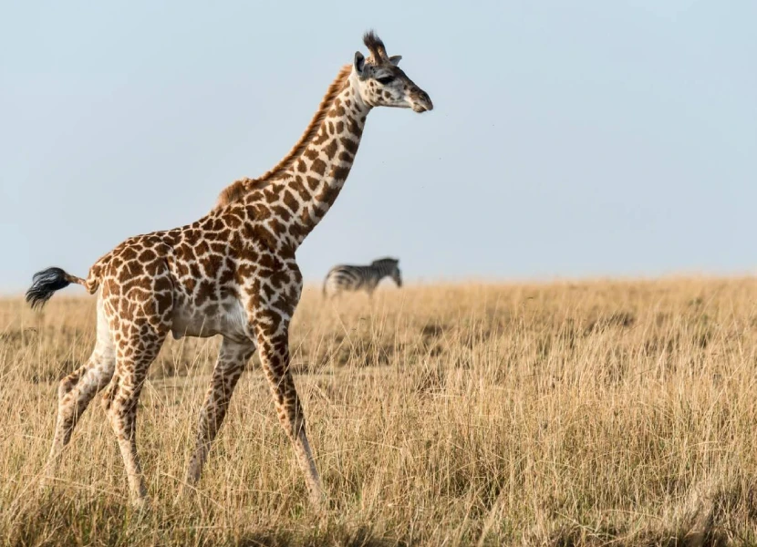 Maasai Mara Wildlife