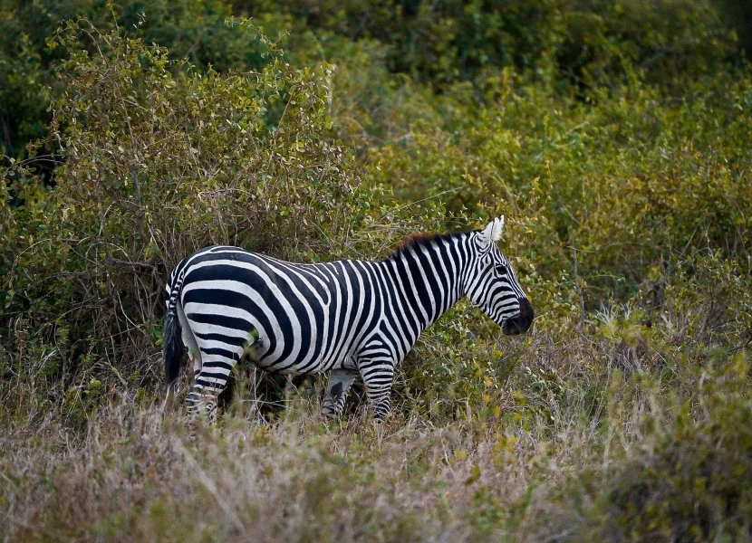 Amboseli National Park Attractions