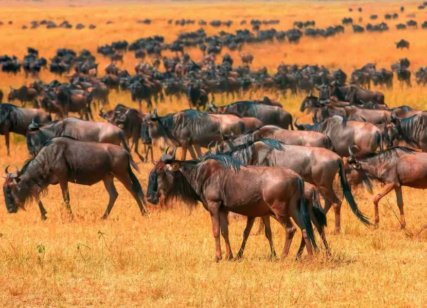Maasai Mara Wildlife