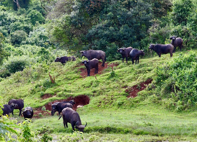6 Days Explore Aberdares, Nakuru & Maasai Mara