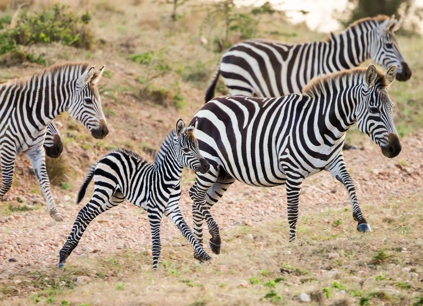 6 Days Maasai Mara to Nakuru to Amboseli Private Tour