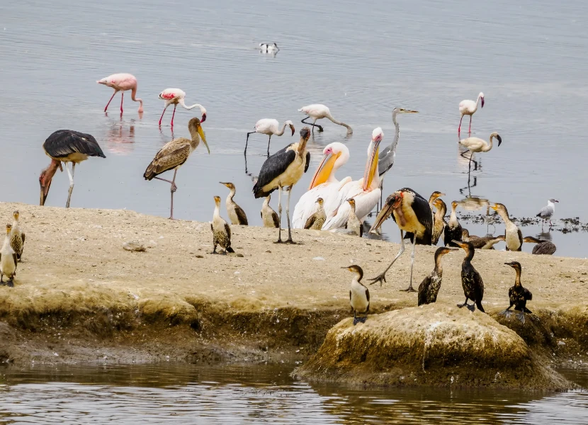 6 Days Maasai Mara to Nakuru to Amboseli Private Tour