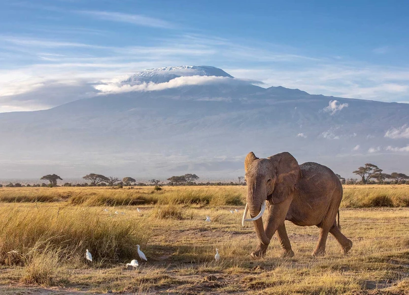 6 Days Maasai Mara to Nakuru to Amboseli Private Tour