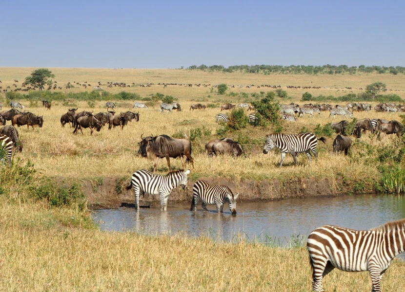 6 Days Maasai Mara to Nakuru to Amboseli Private Tour
