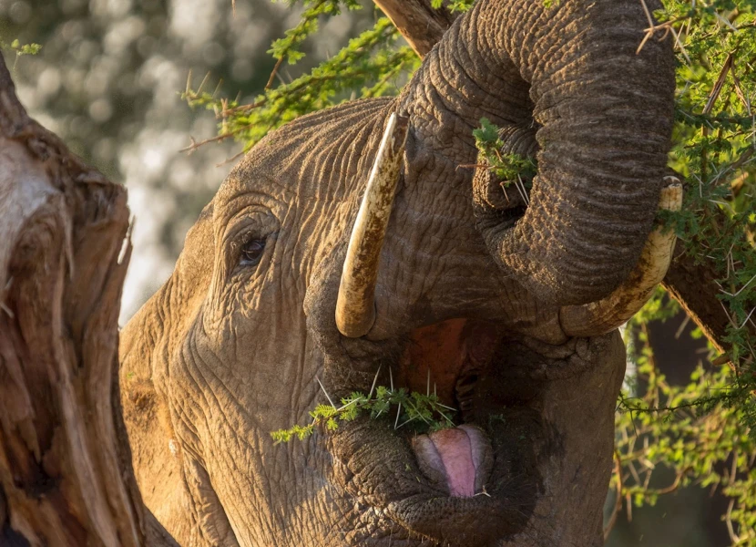 Samburu National Reserve Wildlife