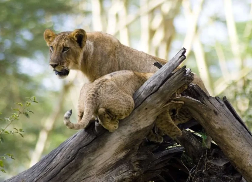 Lake Nakuru Wildlife