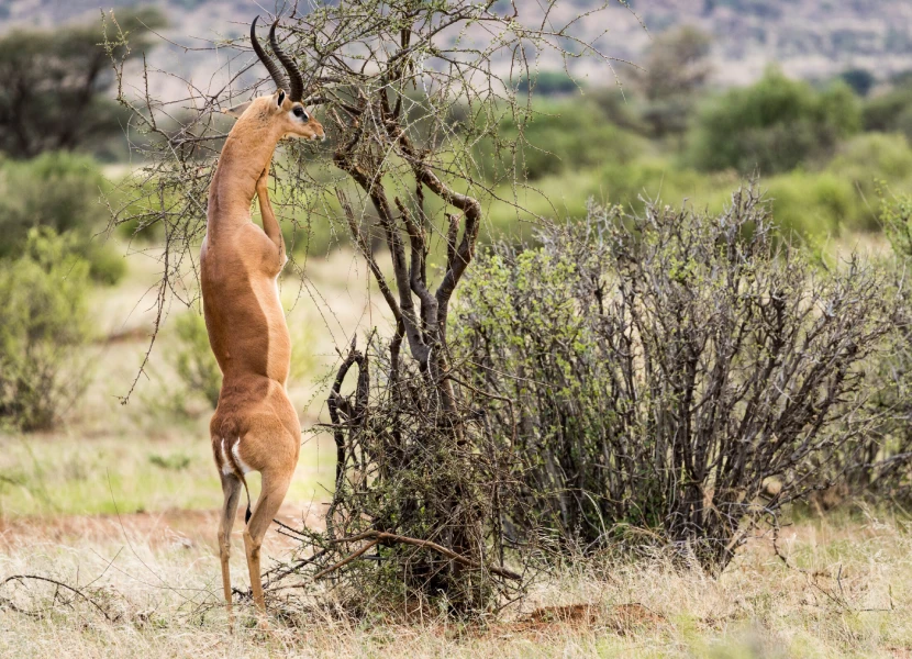 7 Days Kenyan Prime Safari Tour from Nairobi
