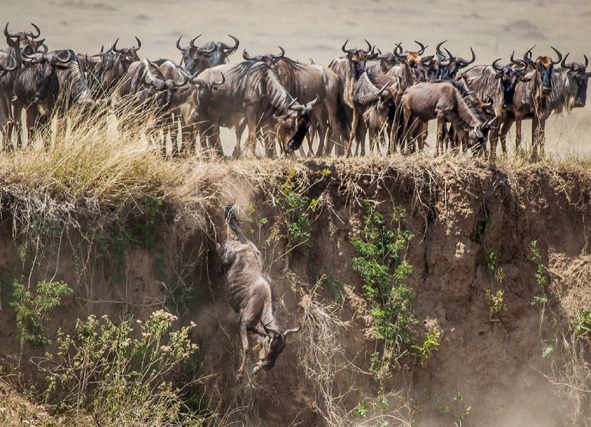 Masai Mara Wildebest Migration Safari