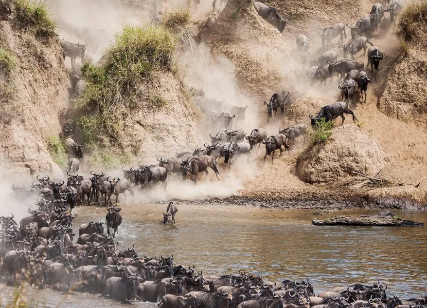 Masai Mara Migration