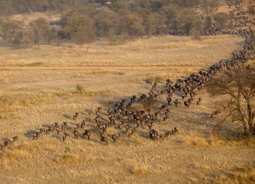 7 Days Seventh Wonder Wildebeest Migration Tour