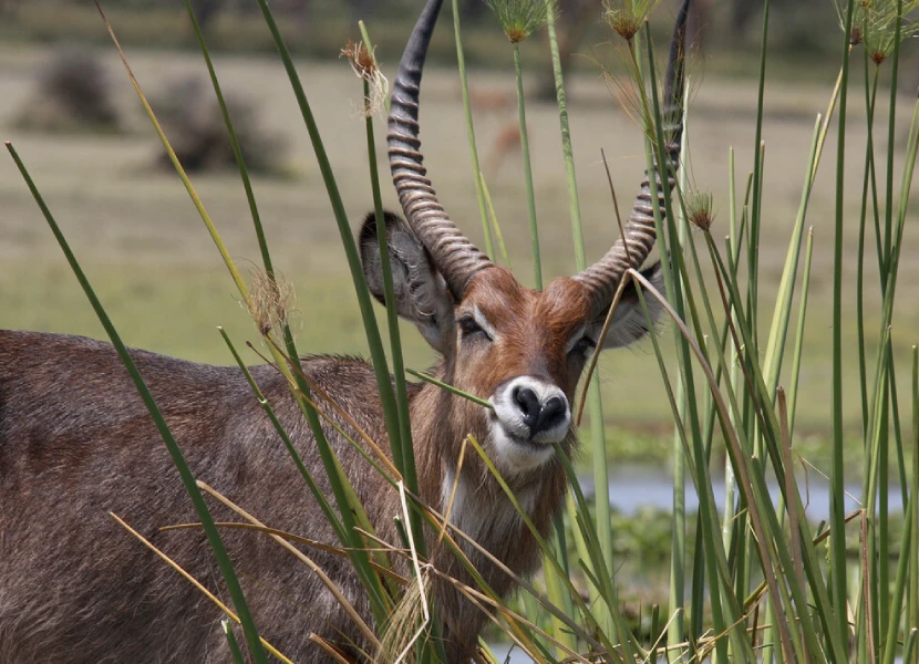 Lake Nakuru