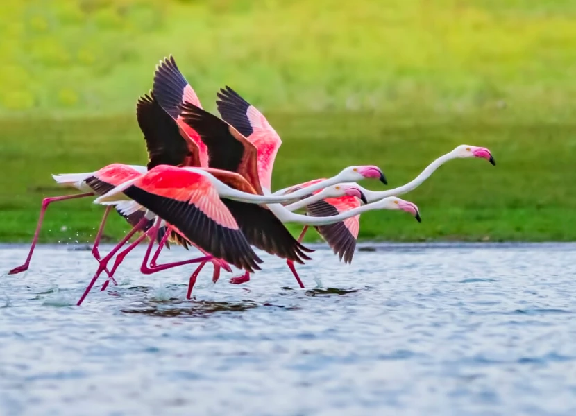 Lake Nakuru National Park
