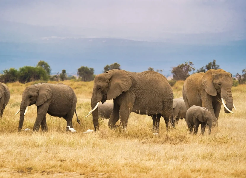 8 Days Kenya Luxury Safari to Amboseli