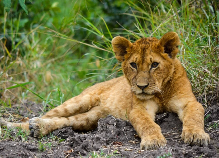 Masai Mara National Reserve