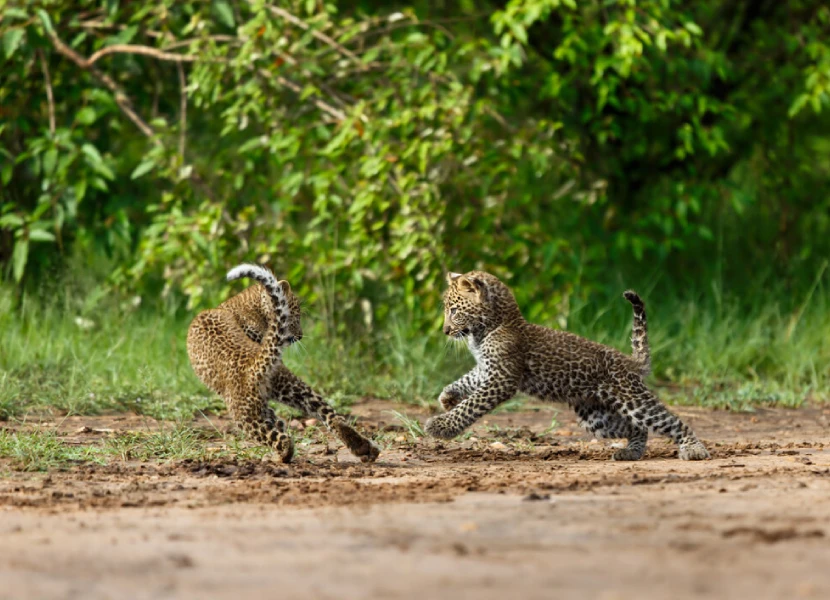 Masai Mara National Reserve Wildlife