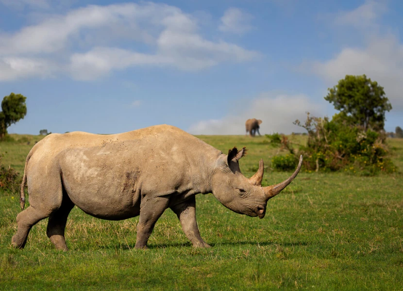 Ol Pejeta Attractions