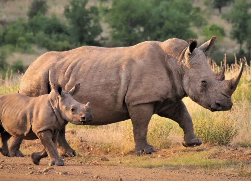 8 Days Kenya Luxury Safari to Pejeta Expedition