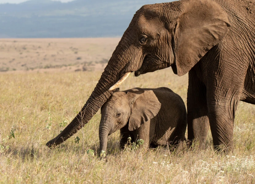 Lewa Wildlife Conservancy