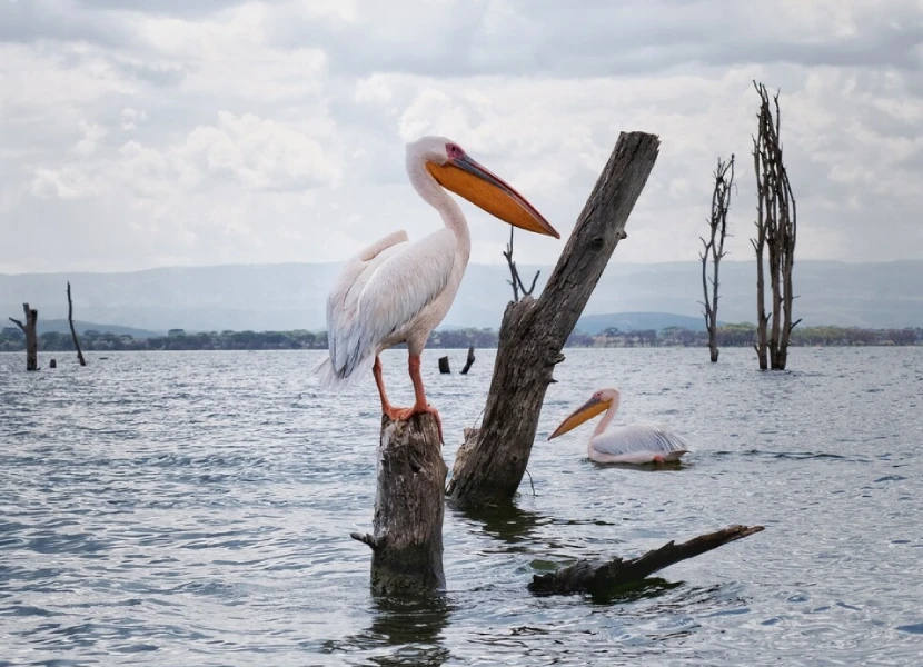 Lake Naivasha Attractions
