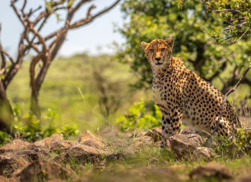 Naboisho Conservancy Attractions