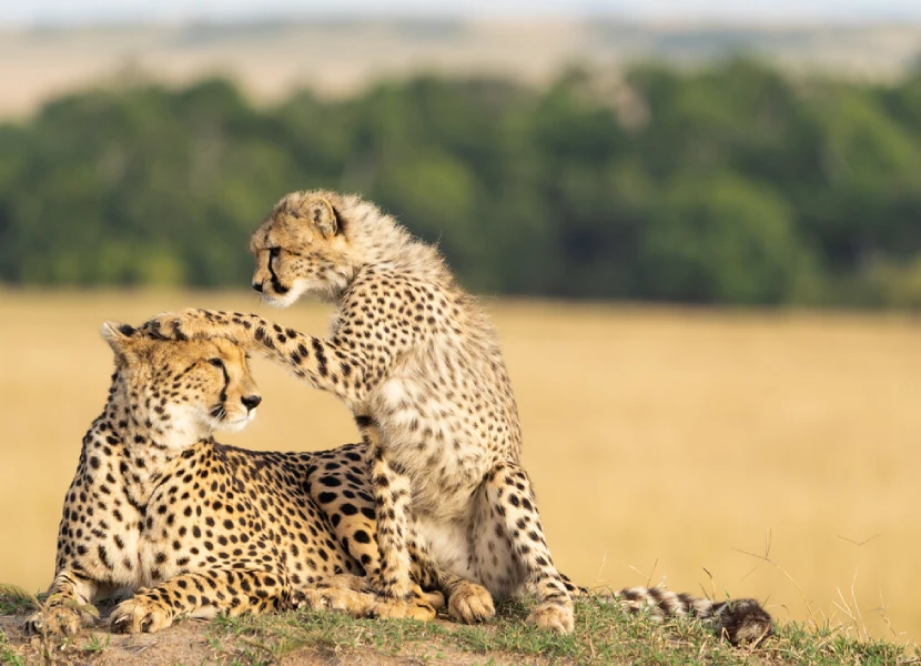 9-days-kenya-birding-safari-1