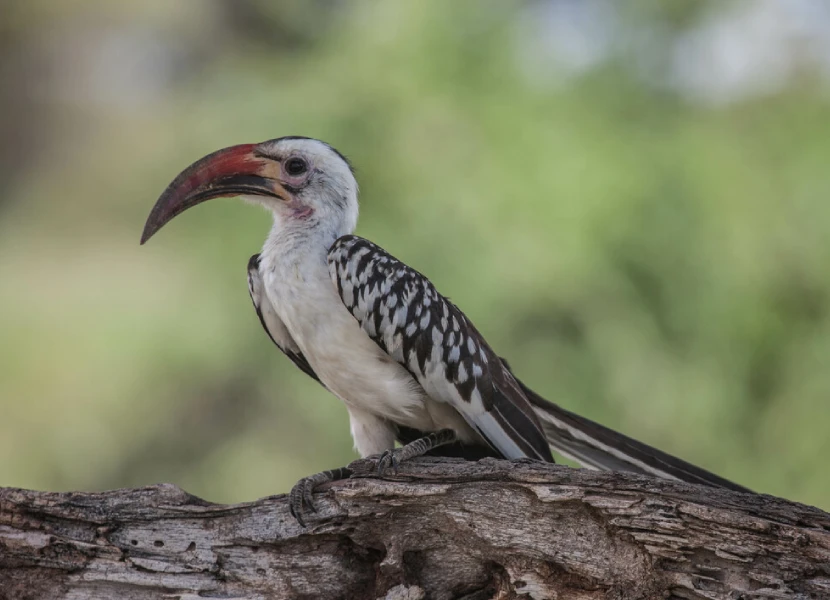 9-days-kenya-birding-safari-2