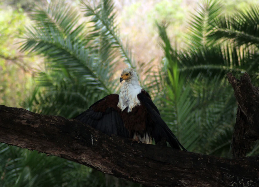 9-days-kenya-birding-safari-3