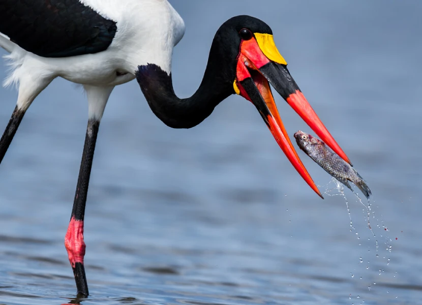 9-days-kenya-birding-safari-4