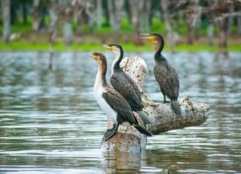 9 Days Kenya Birding Safari