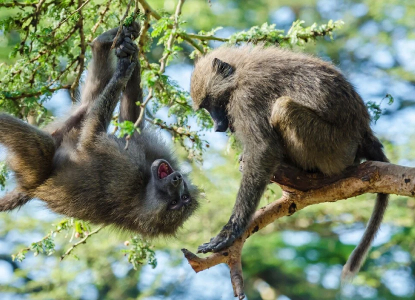 9-days-kenya-family-safari-3