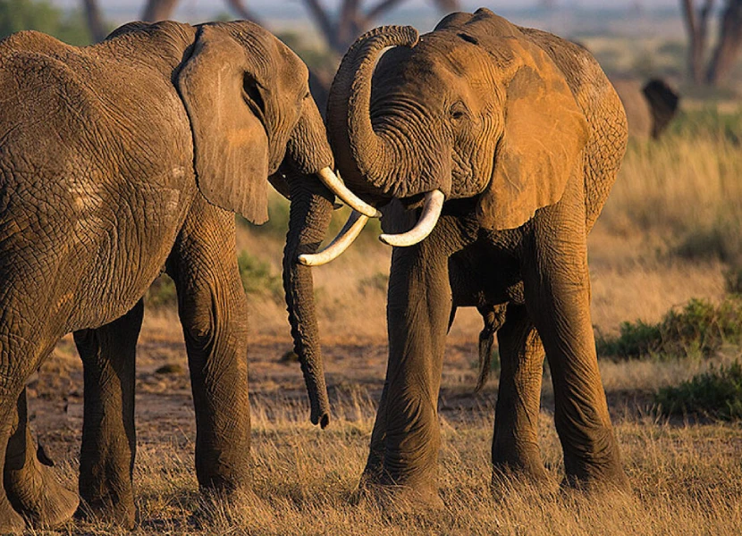 9-days-kenya-family-safari-4